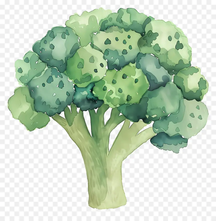 Brokoli，Yeşil Sebze PNG