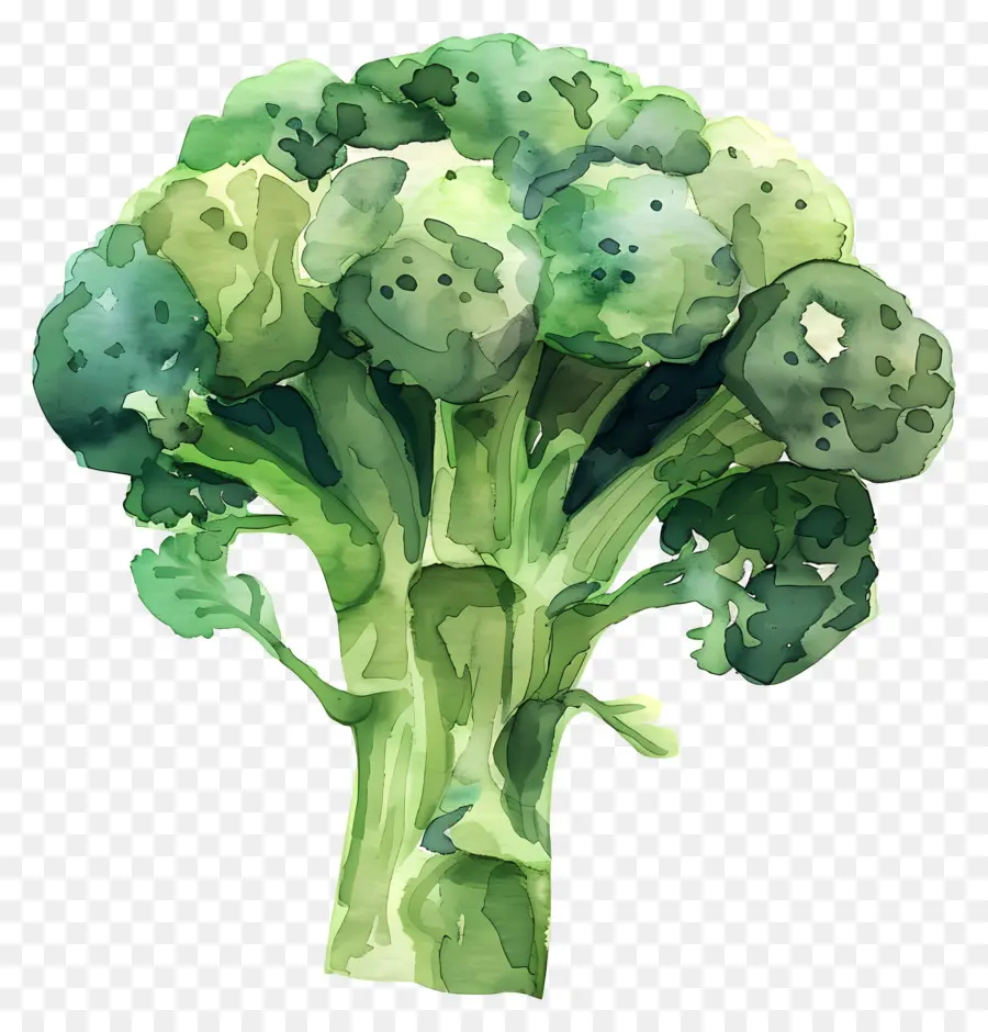 Brokoli，Bitki PNG