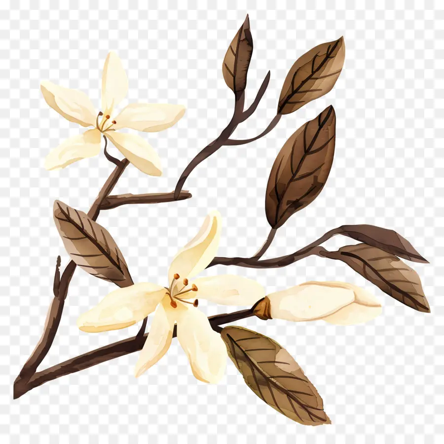Vanilya，Beyaz çiçekler PNG