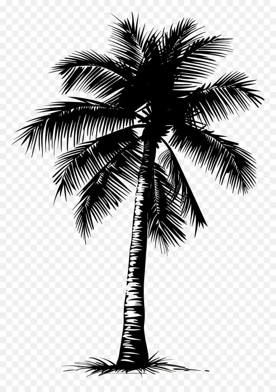 Palmiye Ağacı Siluet，Palmiye Ağacı PNG