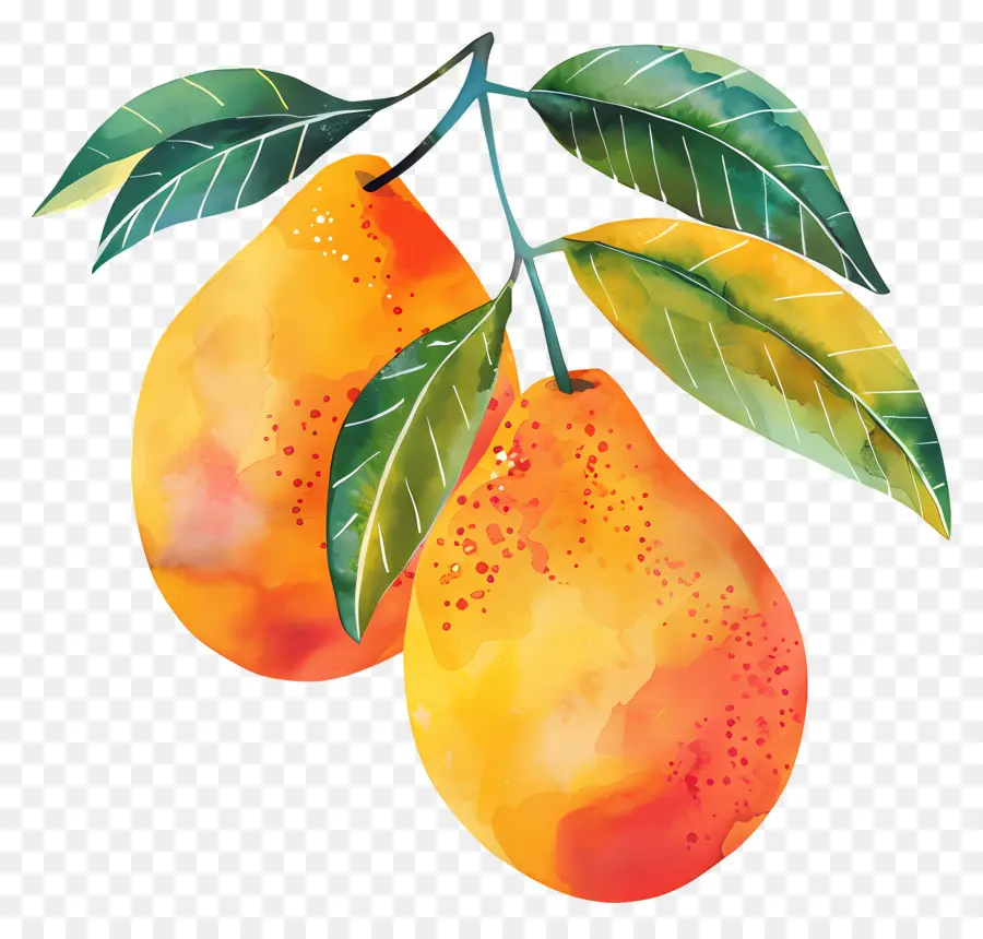 Mango，Mango PNG