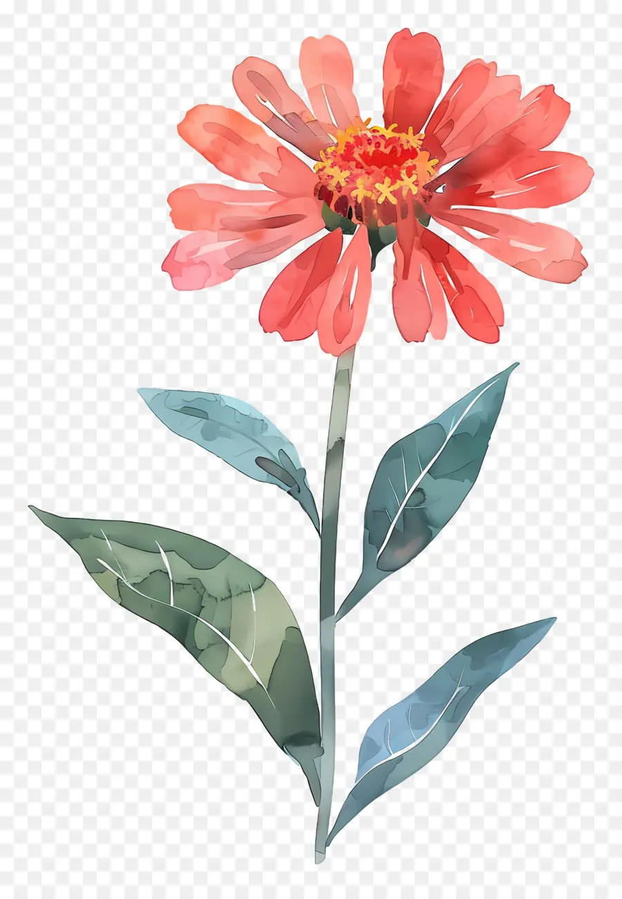 Zinya çiçegi，Kırmızı çiçek PNG