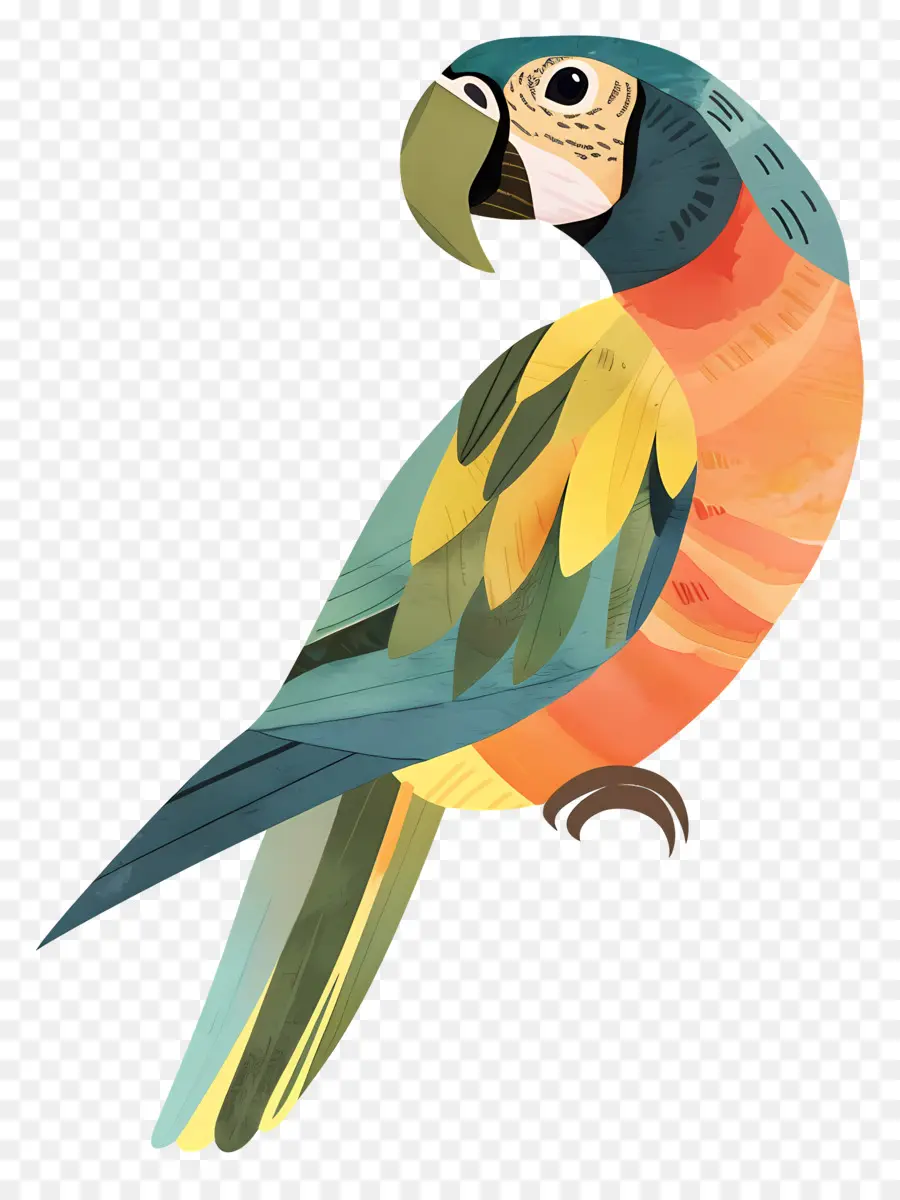 Papağan，Renkli Papağan PNG