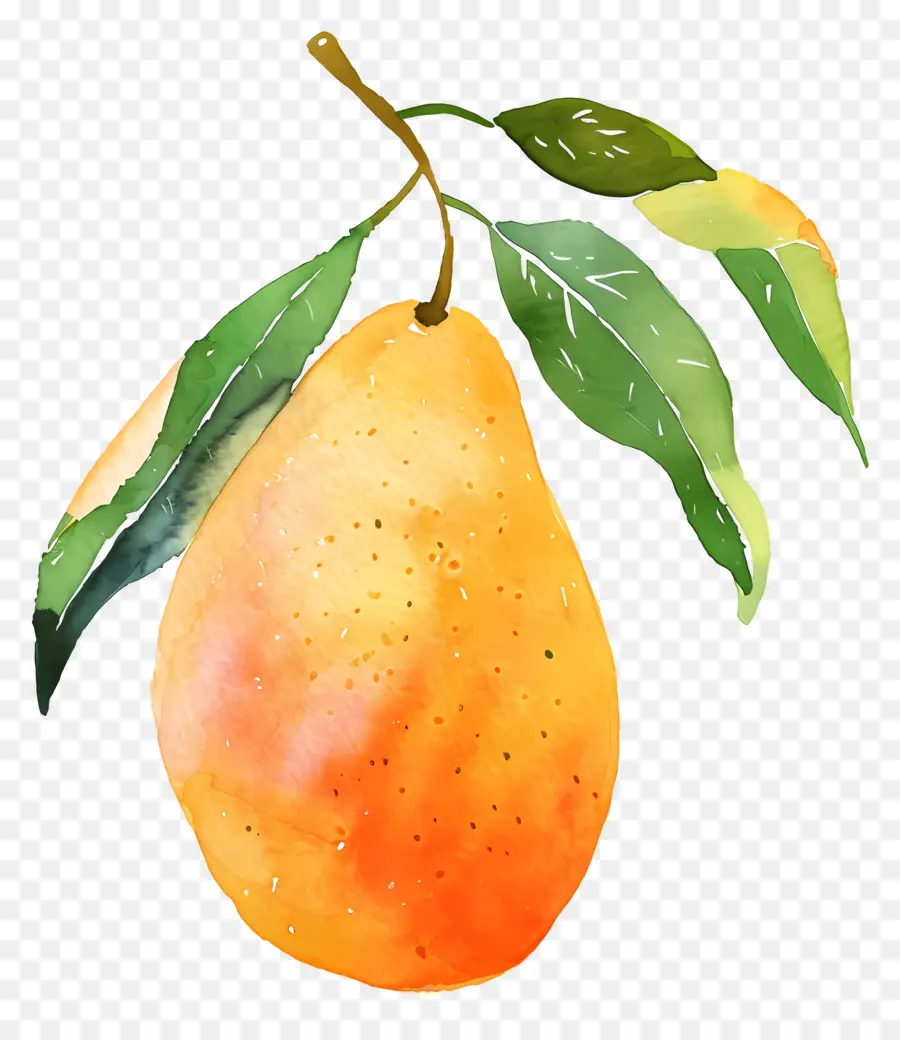 Mango，Suluboya Resim PNG