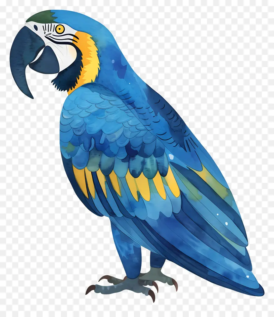 Papağan，Mavi Ve Sarı Papağan PNG