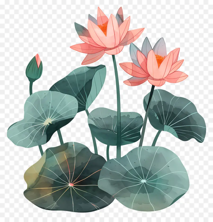 Nilüfer，Lotus çiçeği PNG