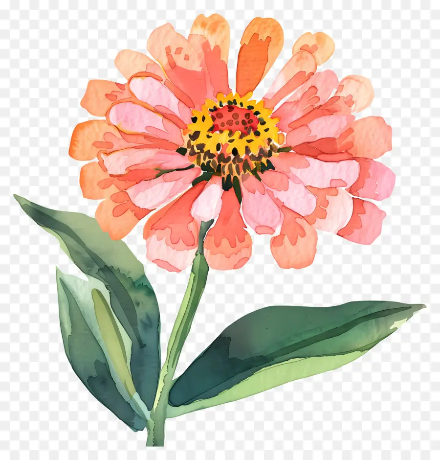 Zinya çiçegi，Pembe çiçek PNG