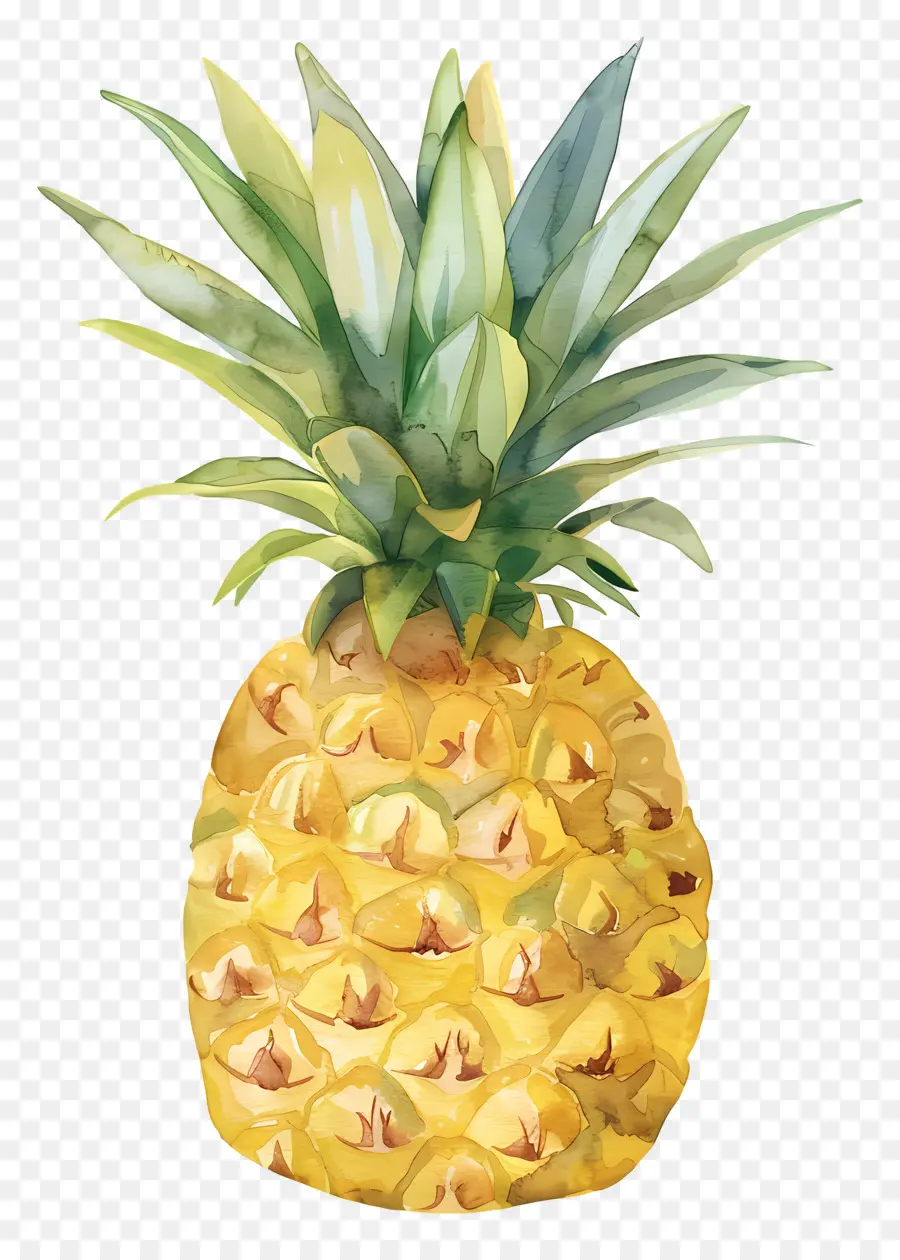 Ananas，Suluboya Resim PNG