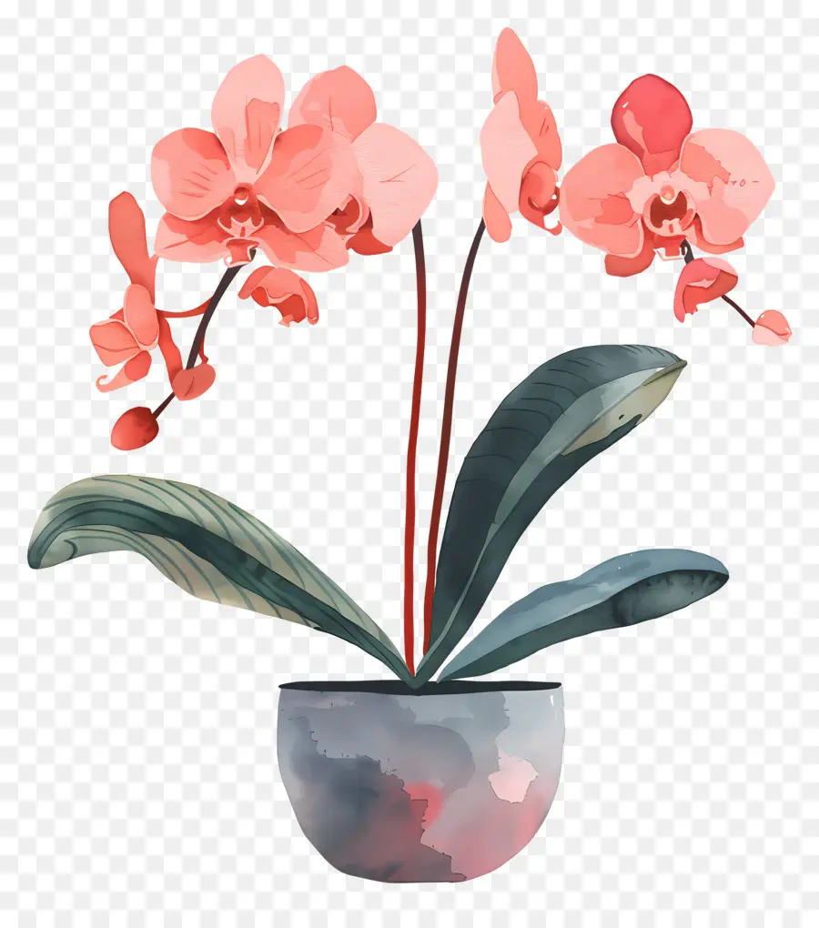 Orkide，Pembe çiçekler PNG