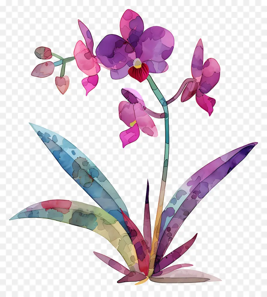 Orkide，Suluboya Resim PNG