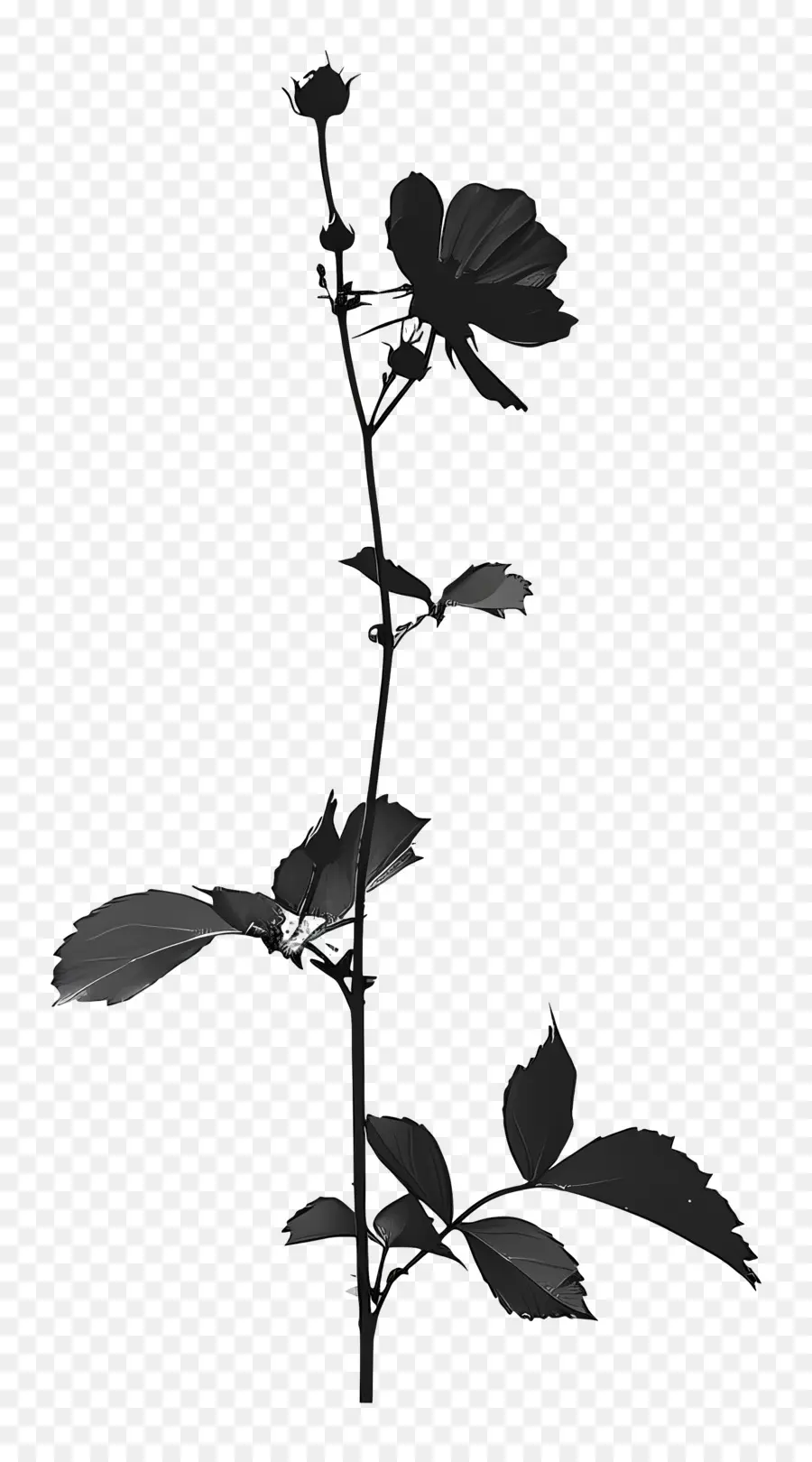 çiçek Siluet，Asma Bitkisi PNG