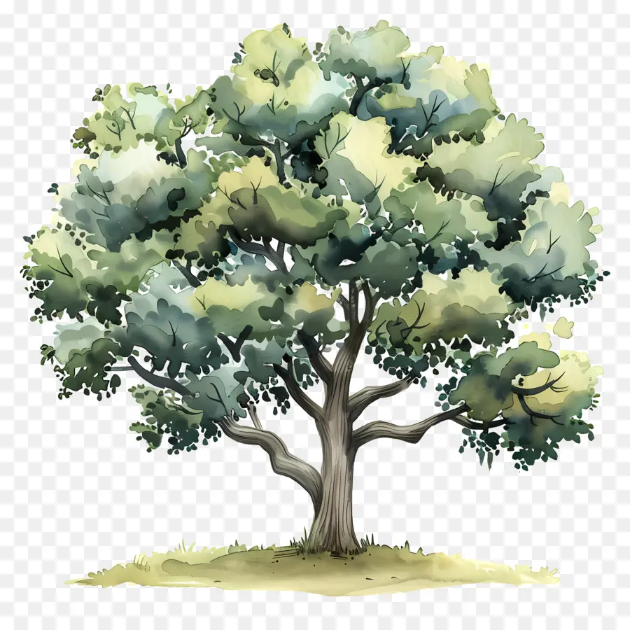 Meşe Ağacı，Geniş Yapraklı Ağaç PNG