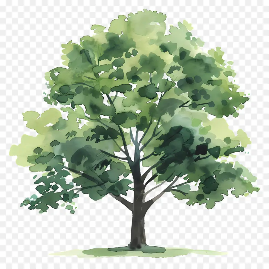 Meşe Ağacı，Yaprak Döken Ağaç PNG
