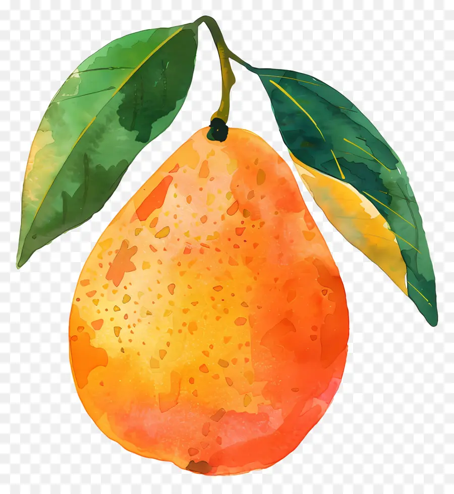 Mango，Suluboya Resim PNG