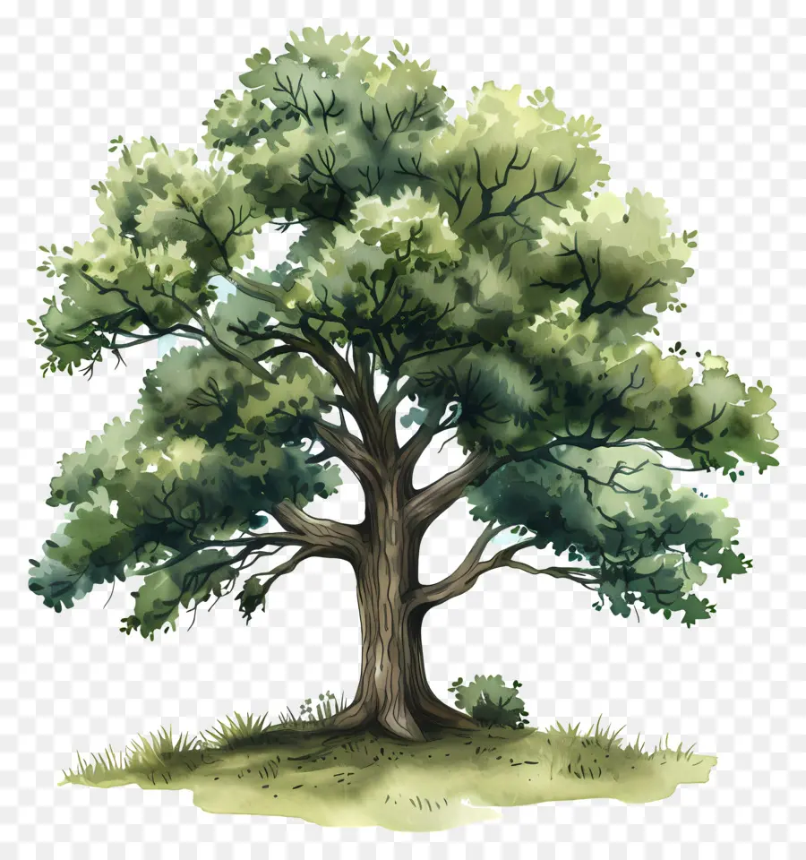 Meşe Ağacı，Yeşil Yaprakları PNG