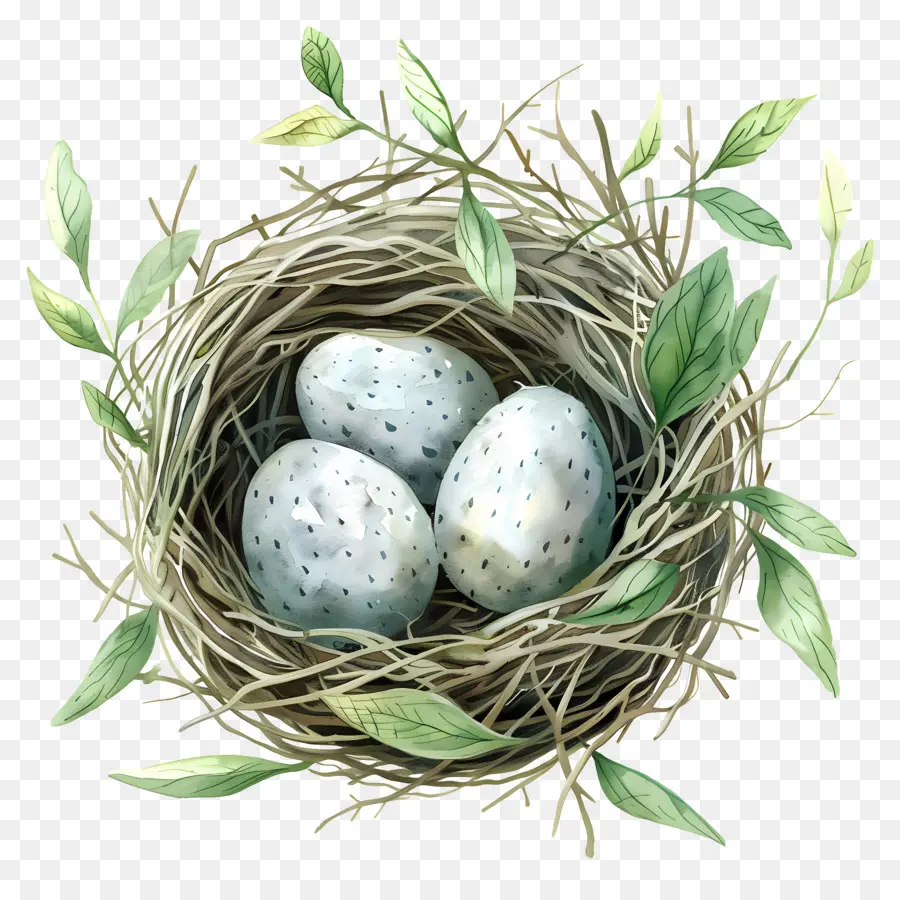 Yuva，Kuş Yumurtaları PNG