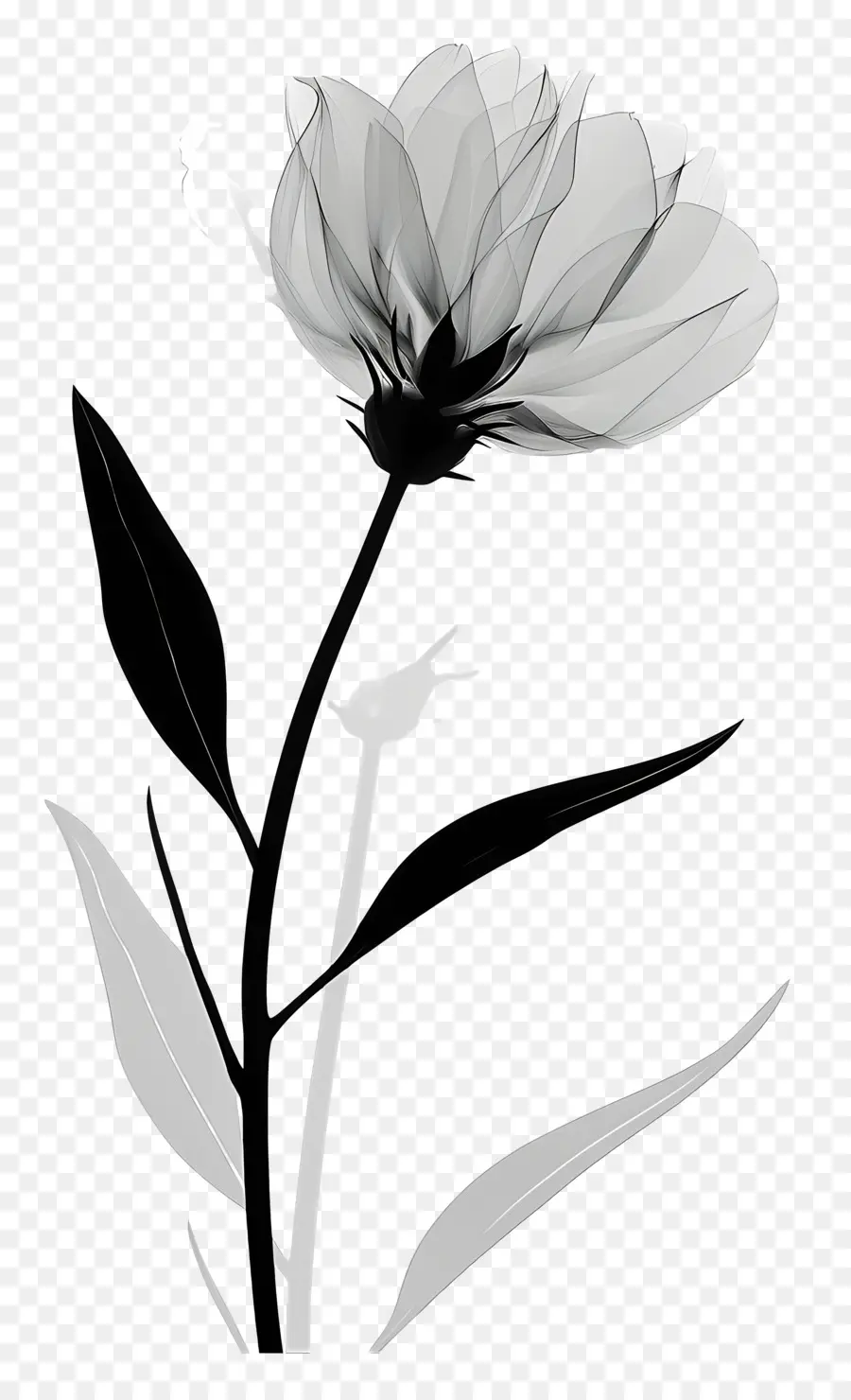 çiçek Siluet，Beyaz Kamelya PNG