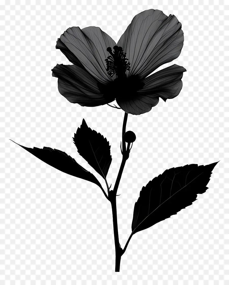 çiçek Siluet，Siyah çiçek PNG
