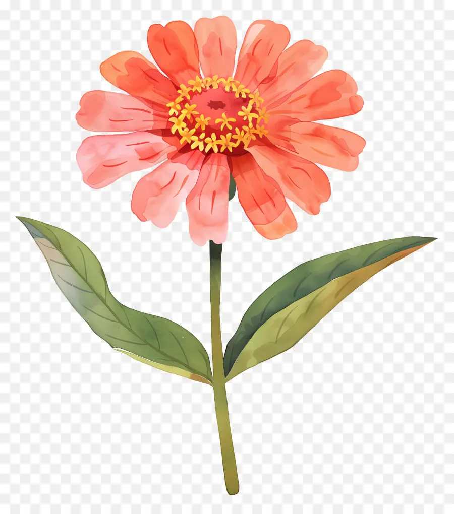 Zinya çiçegi，Suluboya Resim PNG