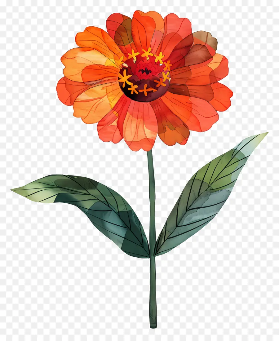 Zinya çiçegi，Portakal çiçeği PNG