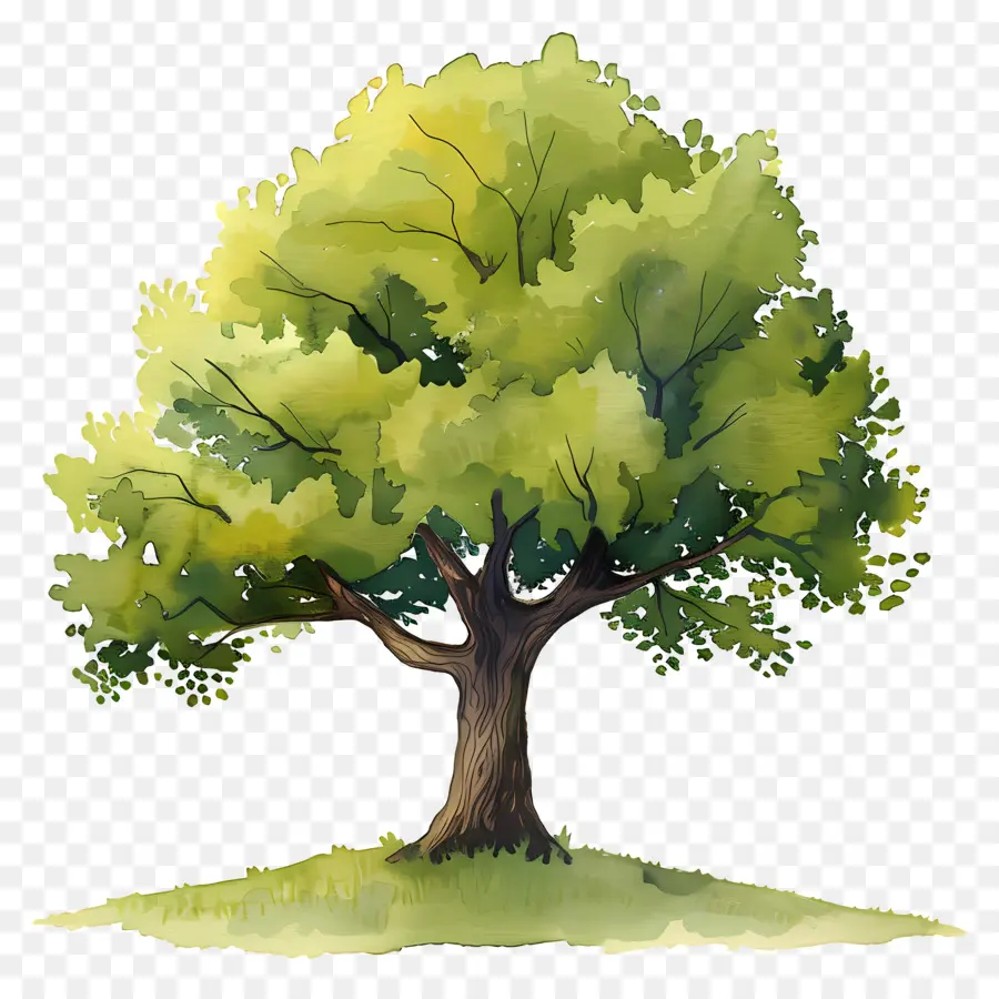 Meşe Ağacı，Yalnız Ağaç PNG
