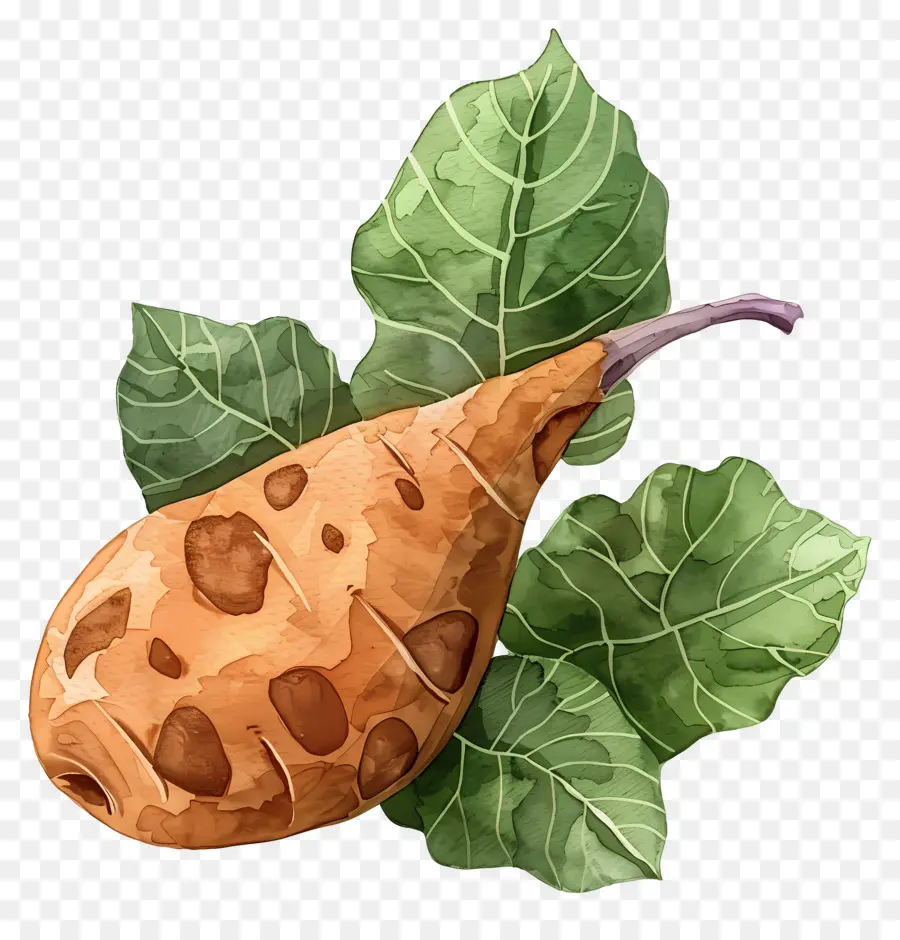 Yer Elması，Patates Bitki PNG