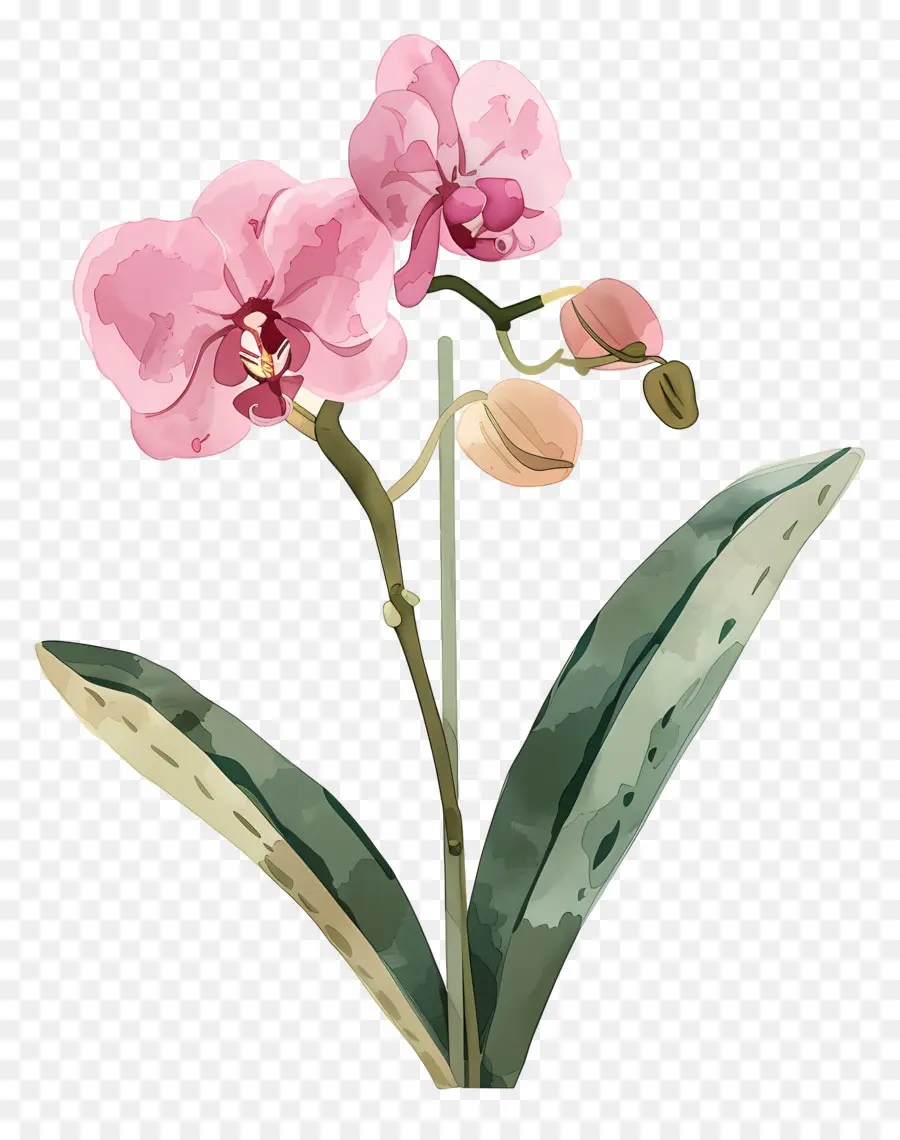 Orkide，Pembe Orkide PNG
