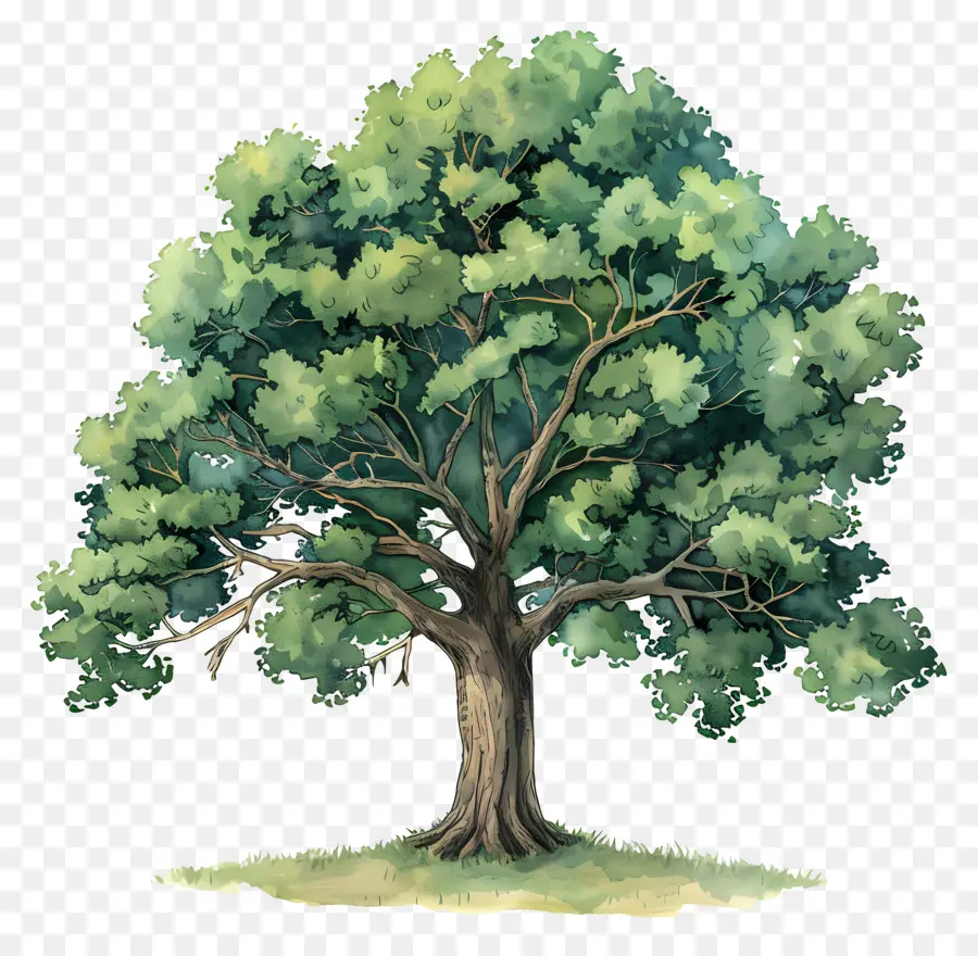Meşe Ağacı，Ağaç PNG