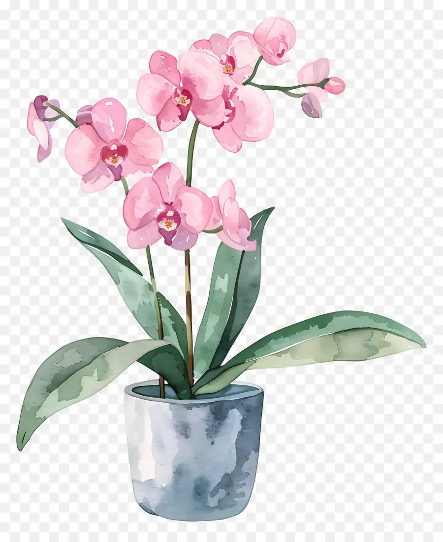 Orkide，Pembe Orkide PNG