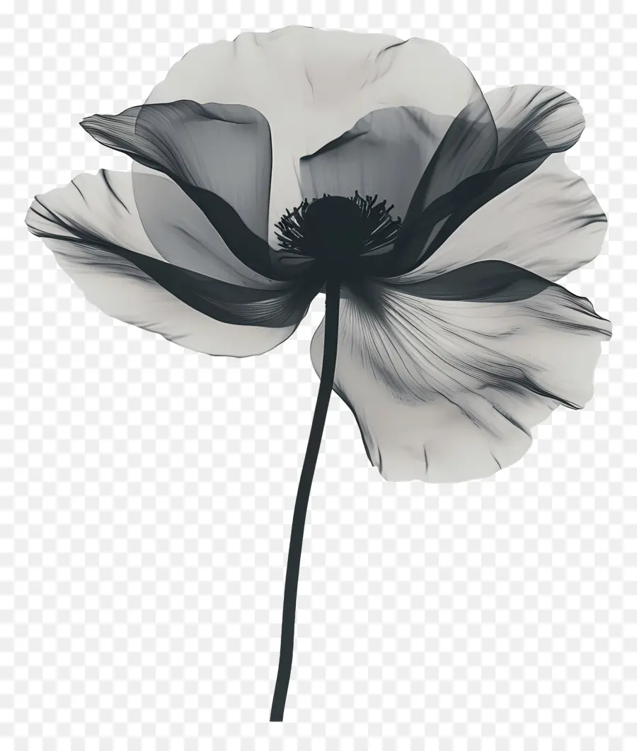 çiçek Siluet，Afyon çiçeği PNG