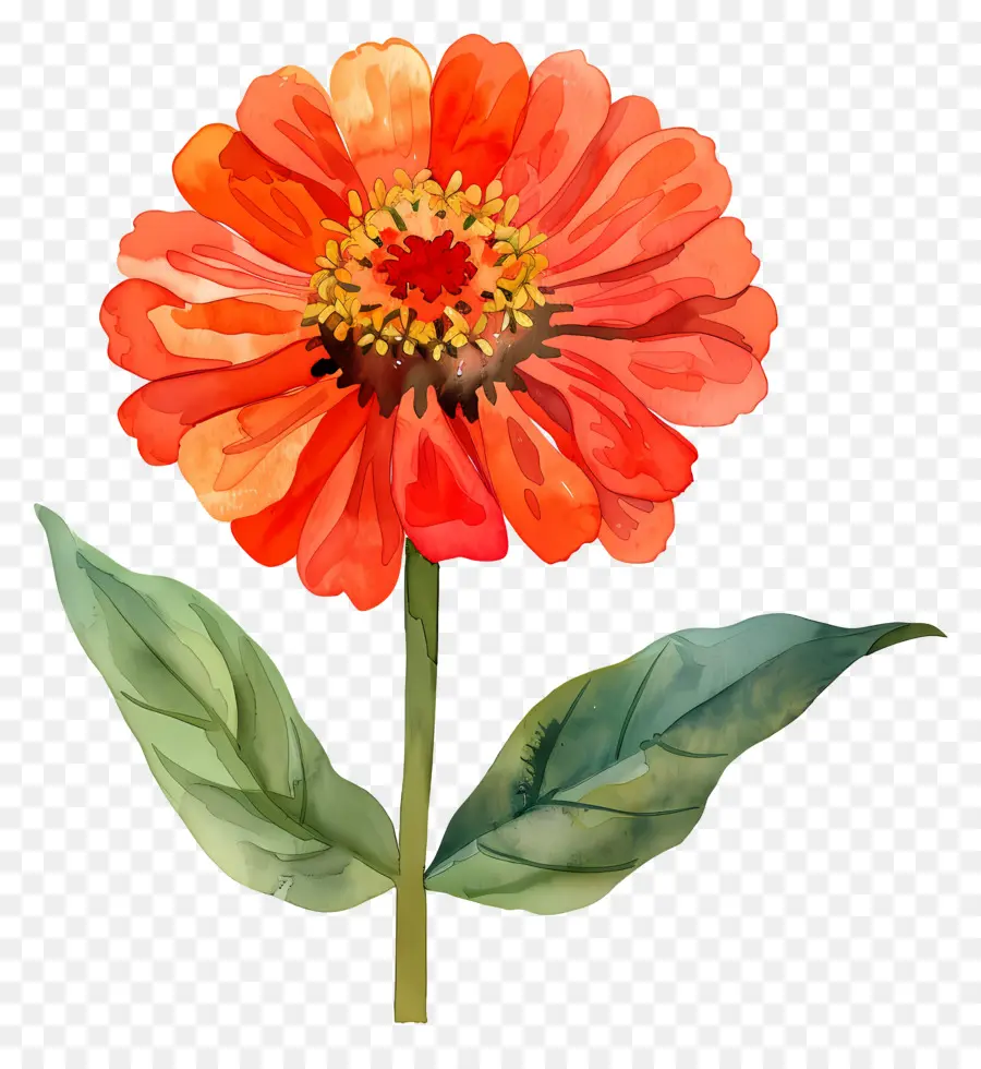 Zinya çiçegi，Zinnia çiçeği PNG