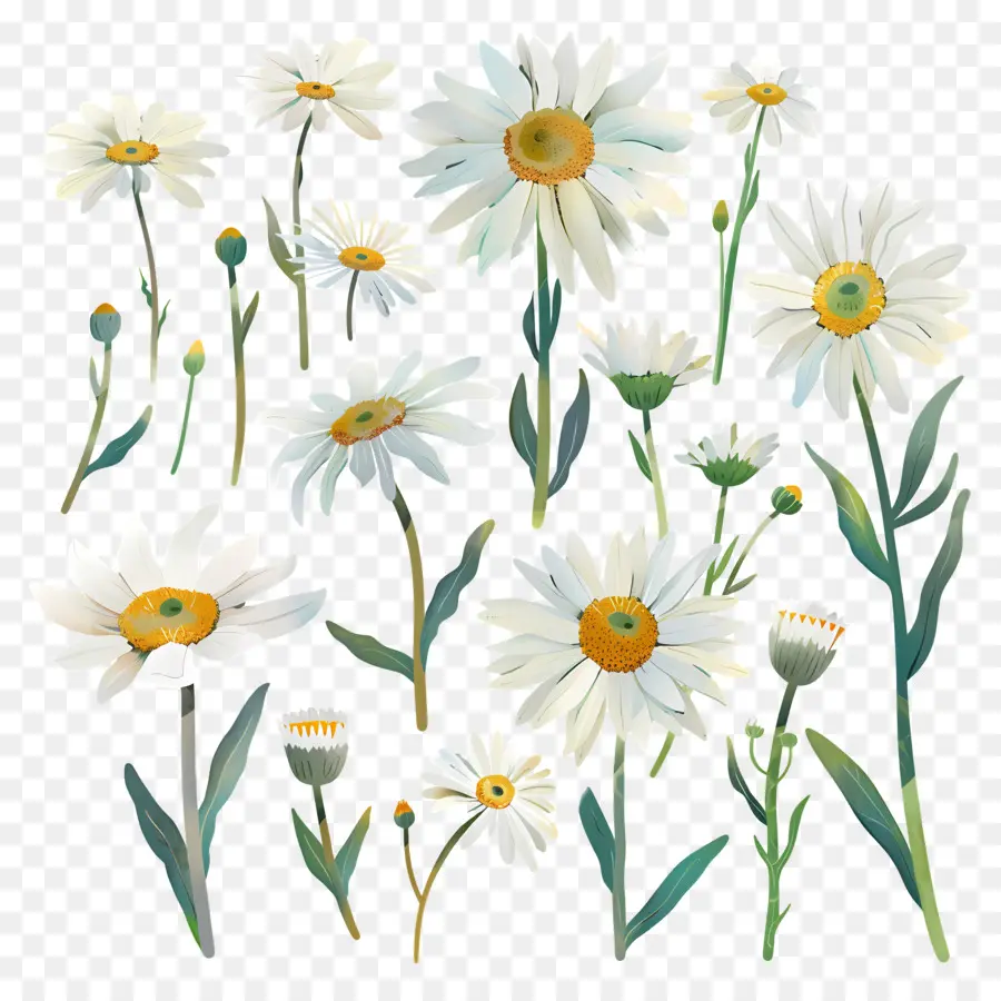 Kürsüyü，Beyaz Papatya çiçekleri PNG