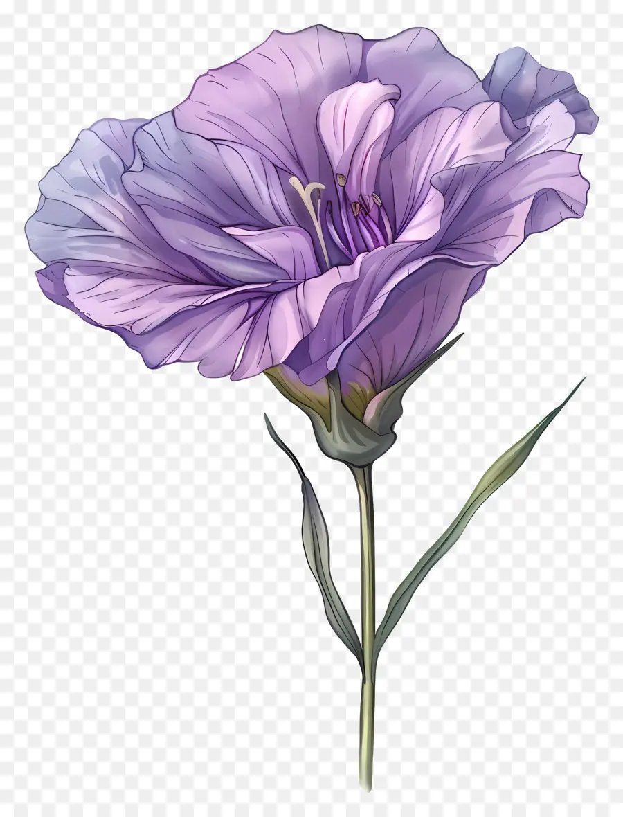 Eustoma çiçeği，Çiçek PNG