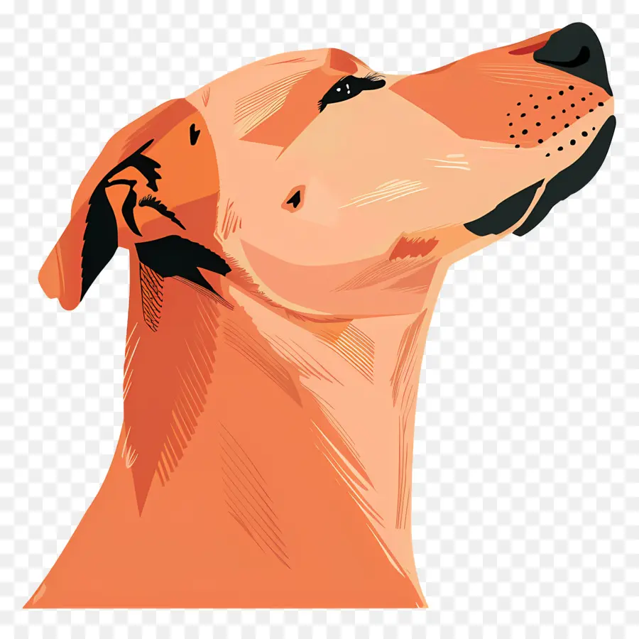 Köpek Kafası，Köpek Profili PNG