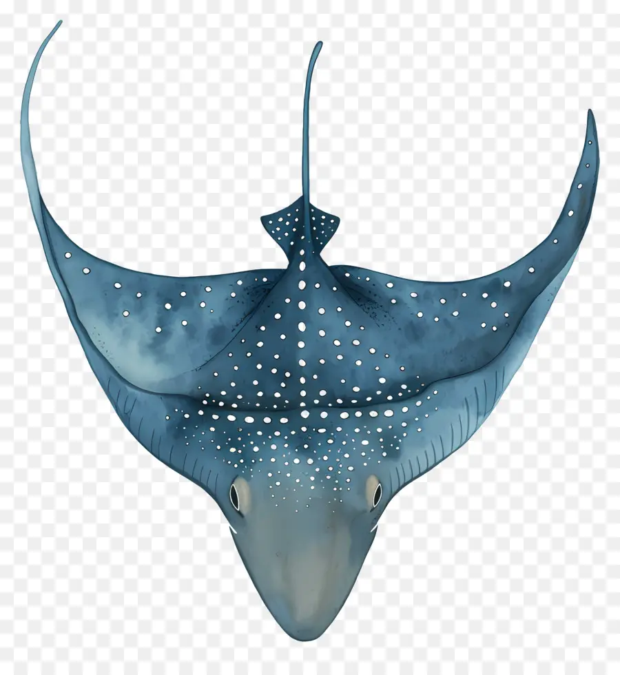 Vatoz，Manta Ray PNG