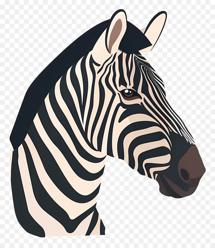 Zebra Kafa，Zebra PNG