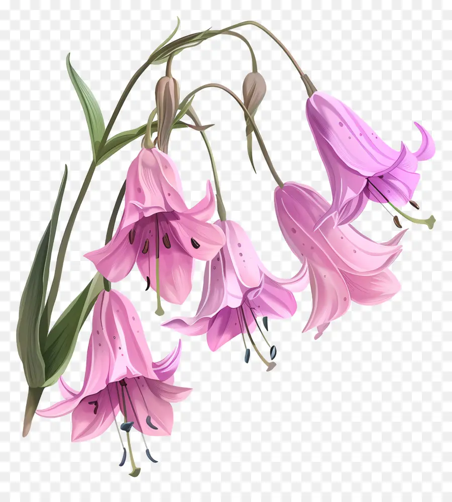 Pembe Bluebells，Pembe çan çiçekleri PNG