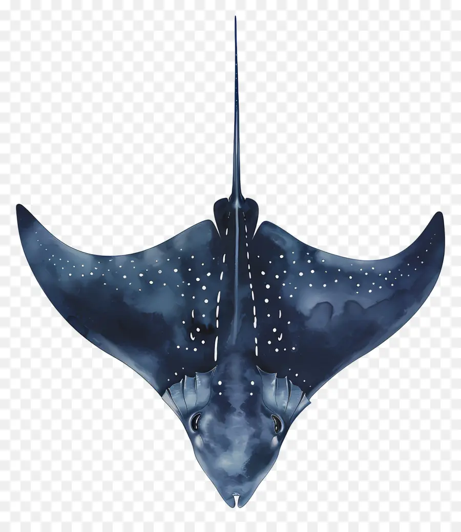 Vatoz，Manta Ray PNG