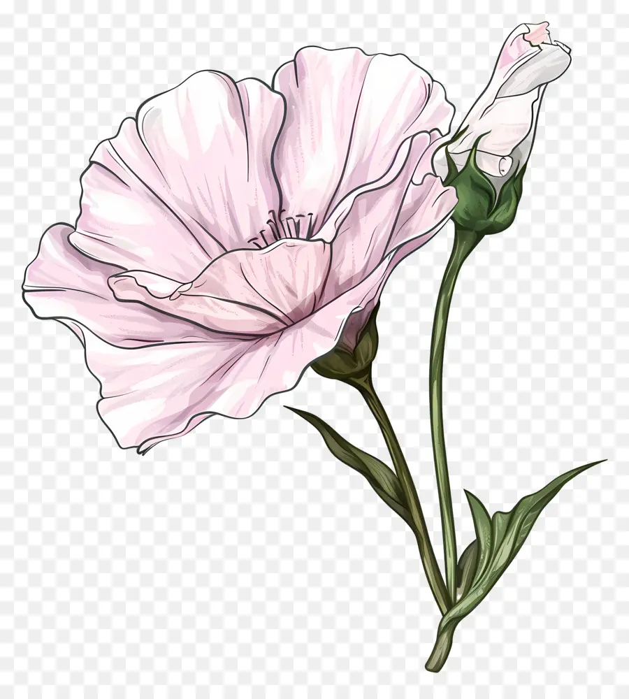 Eustoma çiçek，Pembe çiçek PNG