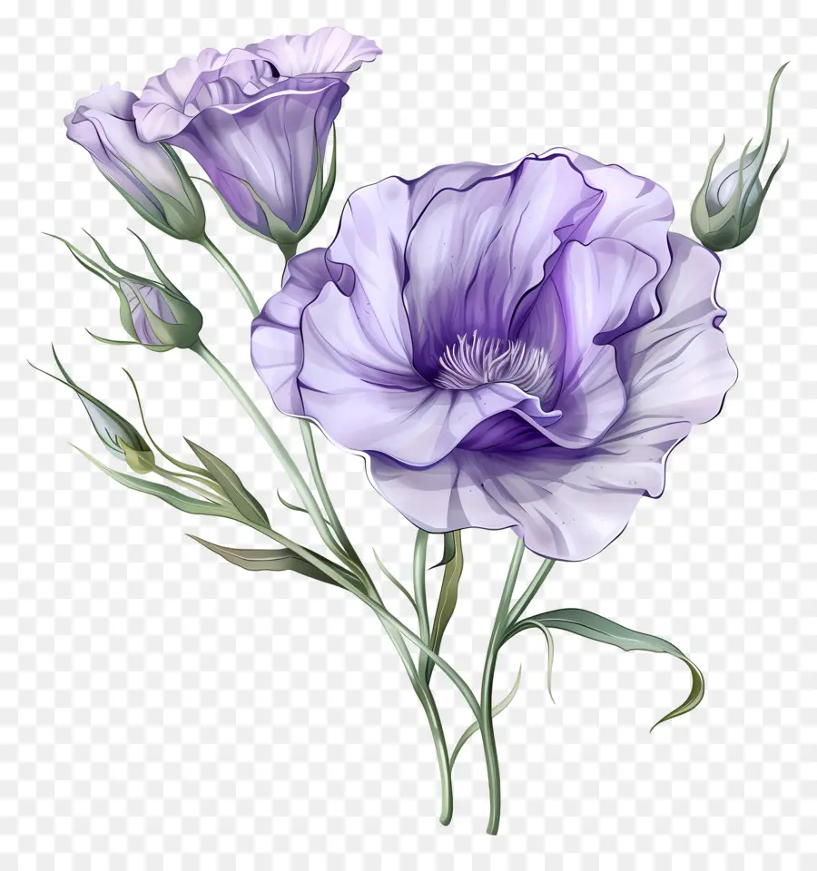 Eustoma çiçeği，Çiçek Buketi PNG