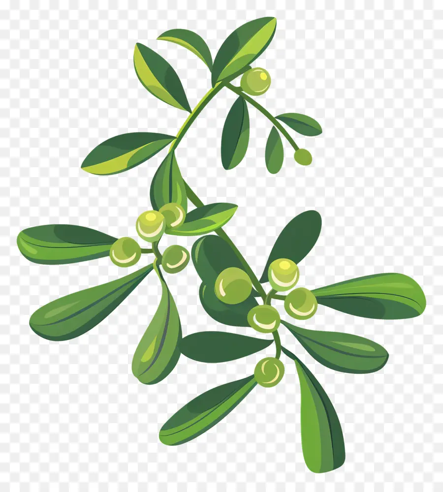 Ökseotu，Yeşil Yaprakları PNG