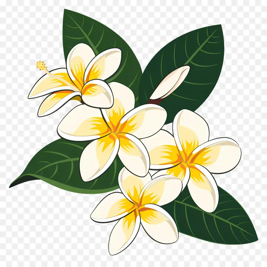 Plumeria，Frangipani çiçekleri PNG