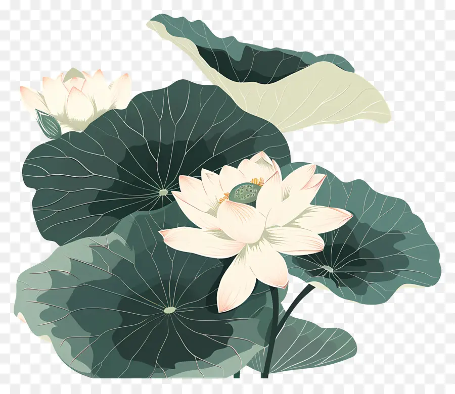 Lotus，Beyaz Lotus PNG