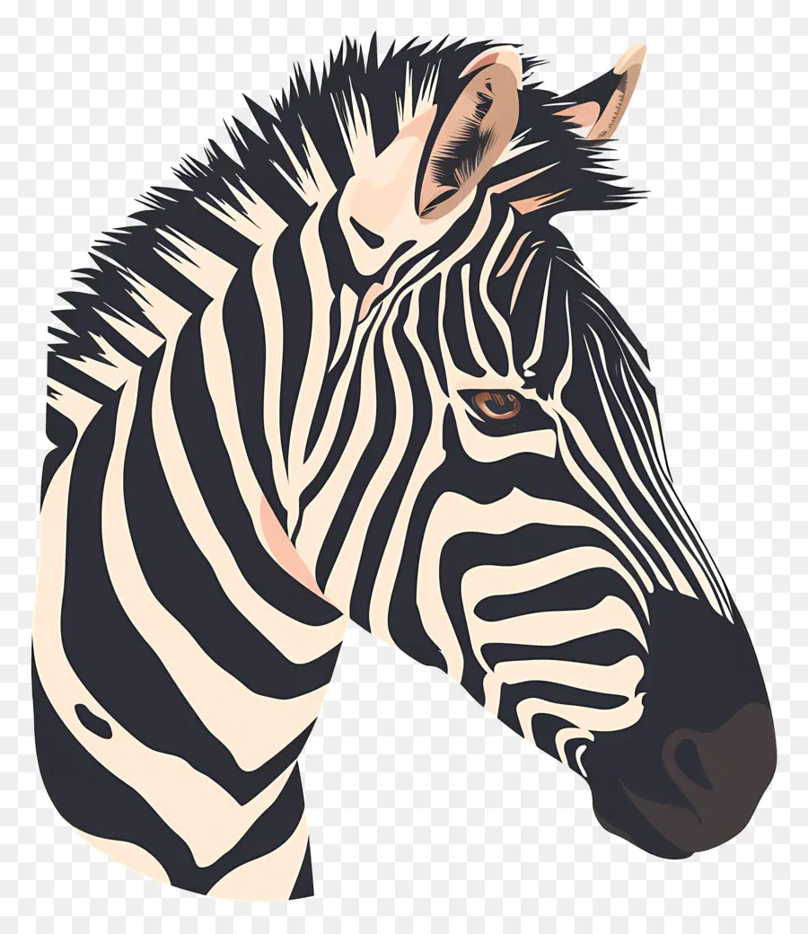 Zebra Kafa，Zebra PNG