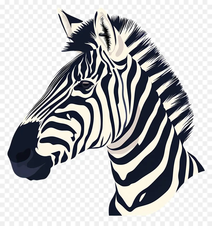 Zebra Kafa，Zebra PNG