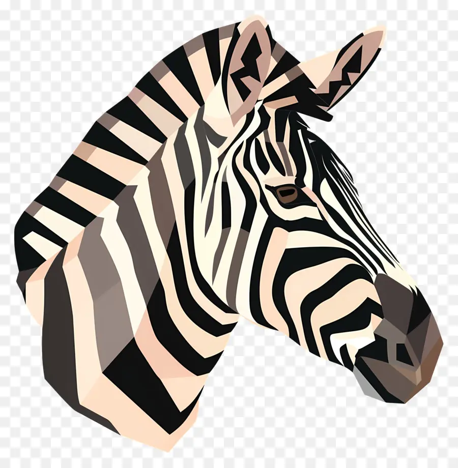 Zebra Kafa，Zebra PNG