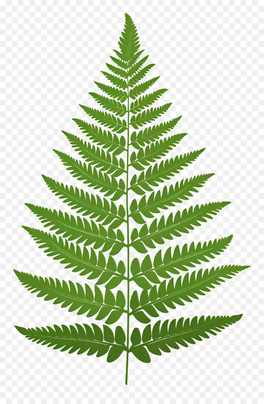 Fern Yaprak，Fern Bitkisi PNG