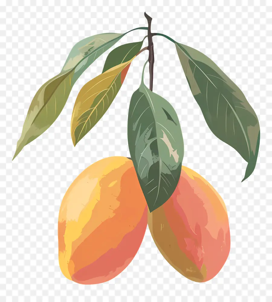 Mango，Olgun Mango PNG