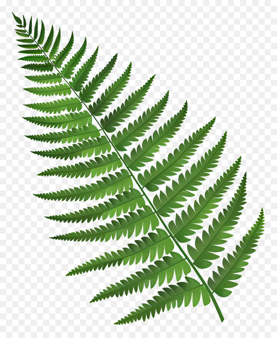 Fern Yaprak，Eğreltiotu PNG