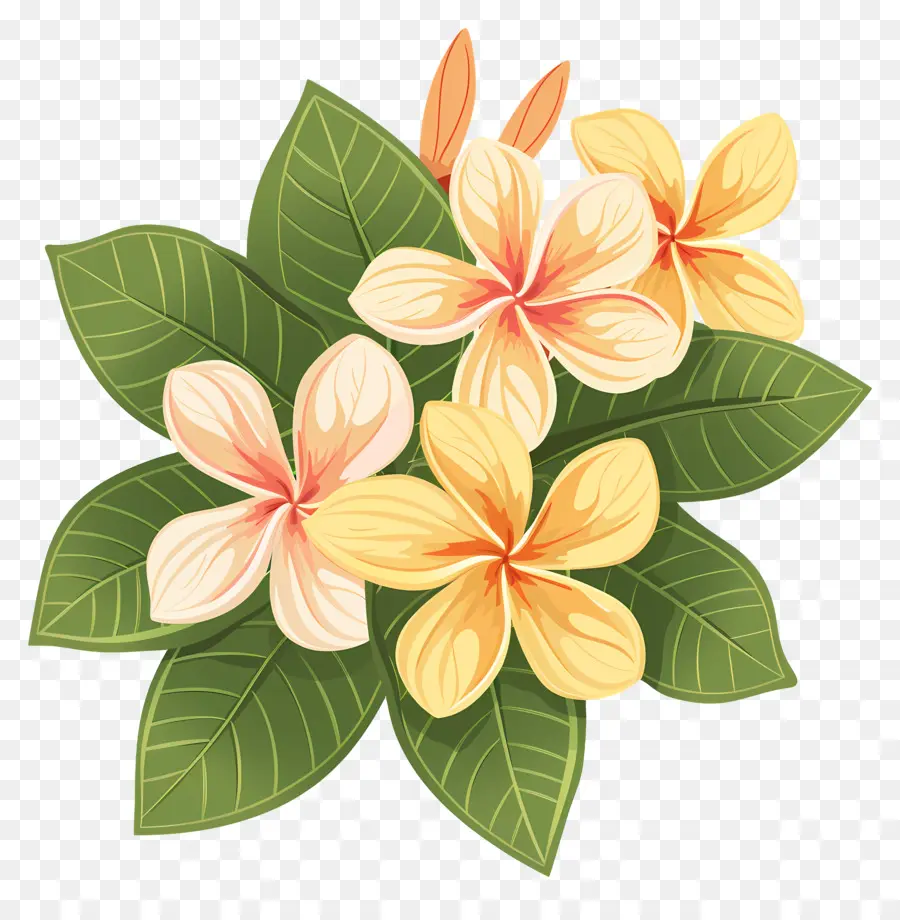 Plumeria，Sarı Çiçekler PNG